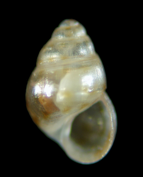 Il genere Setia e Crisilla nel Mediteraneo